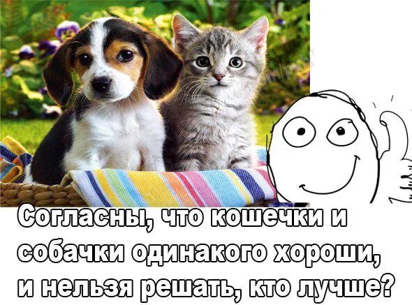 Милые котики и собачки. Кошечки собачки персонажи. Собачки и кошечки. Кошечка. Кошечки собачки персонажи.