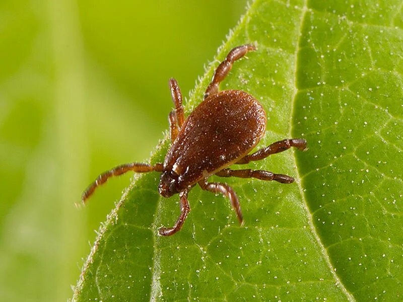 wood tick - Liberal Dictionary