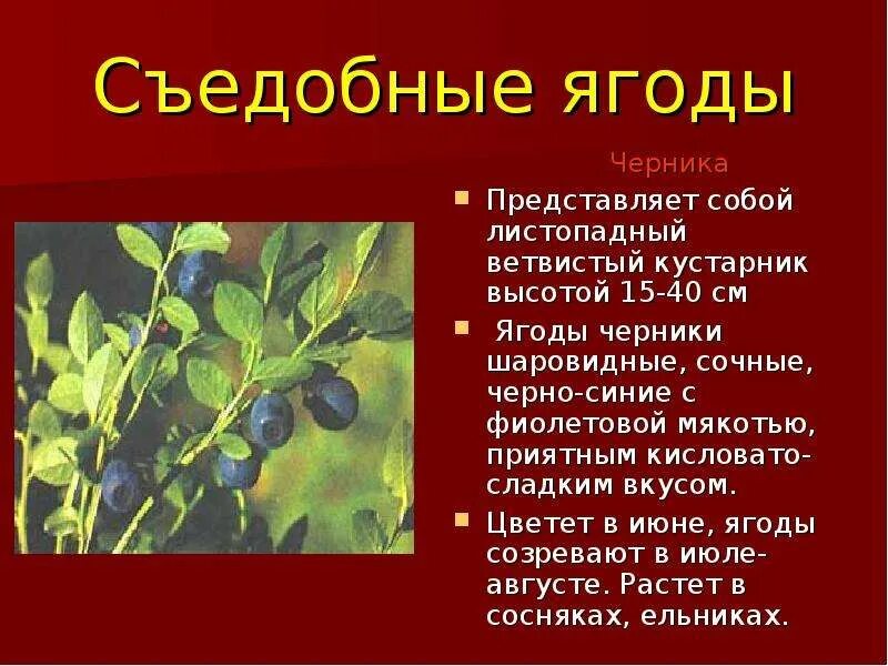 Съедобные ягоды. Съедобные и несъедобные ягоды. Сообщение о съедобных ягодах. Съедобные и ядовитые ягоды.