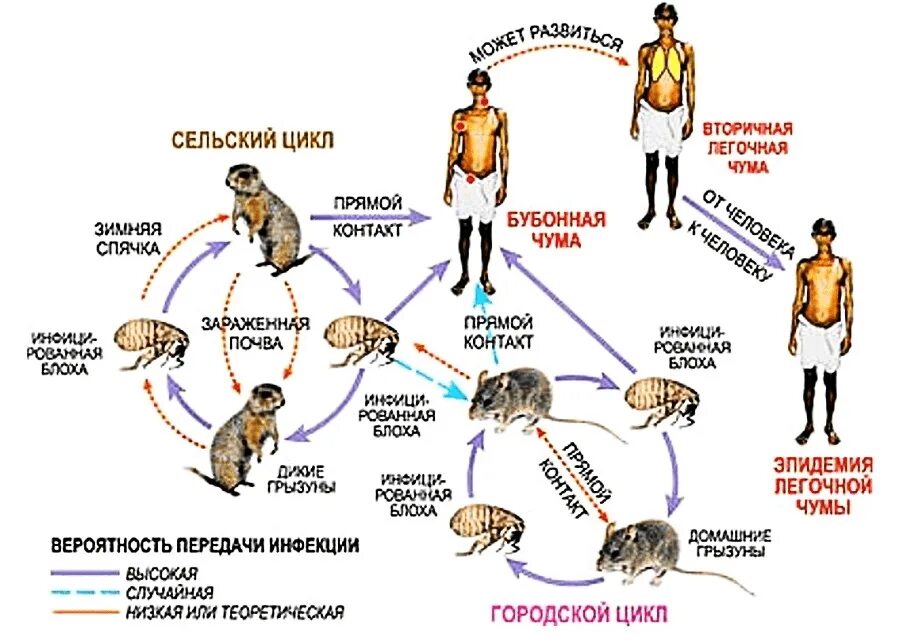 Чума как заражаются