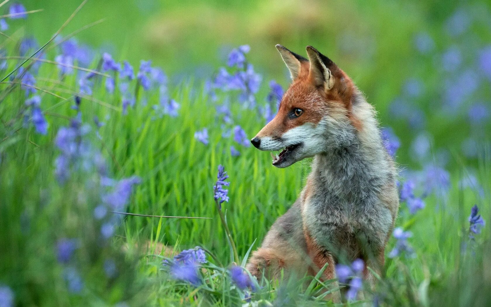 лиса весной