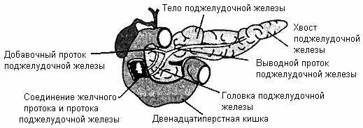 Поджелудочная железа животных анатомия строение. Поджелудочная железа строение черно белое. Поджелудочная железа топография строение. Топография поджелудочной железы у животных. Поджелудочная железа свиньи