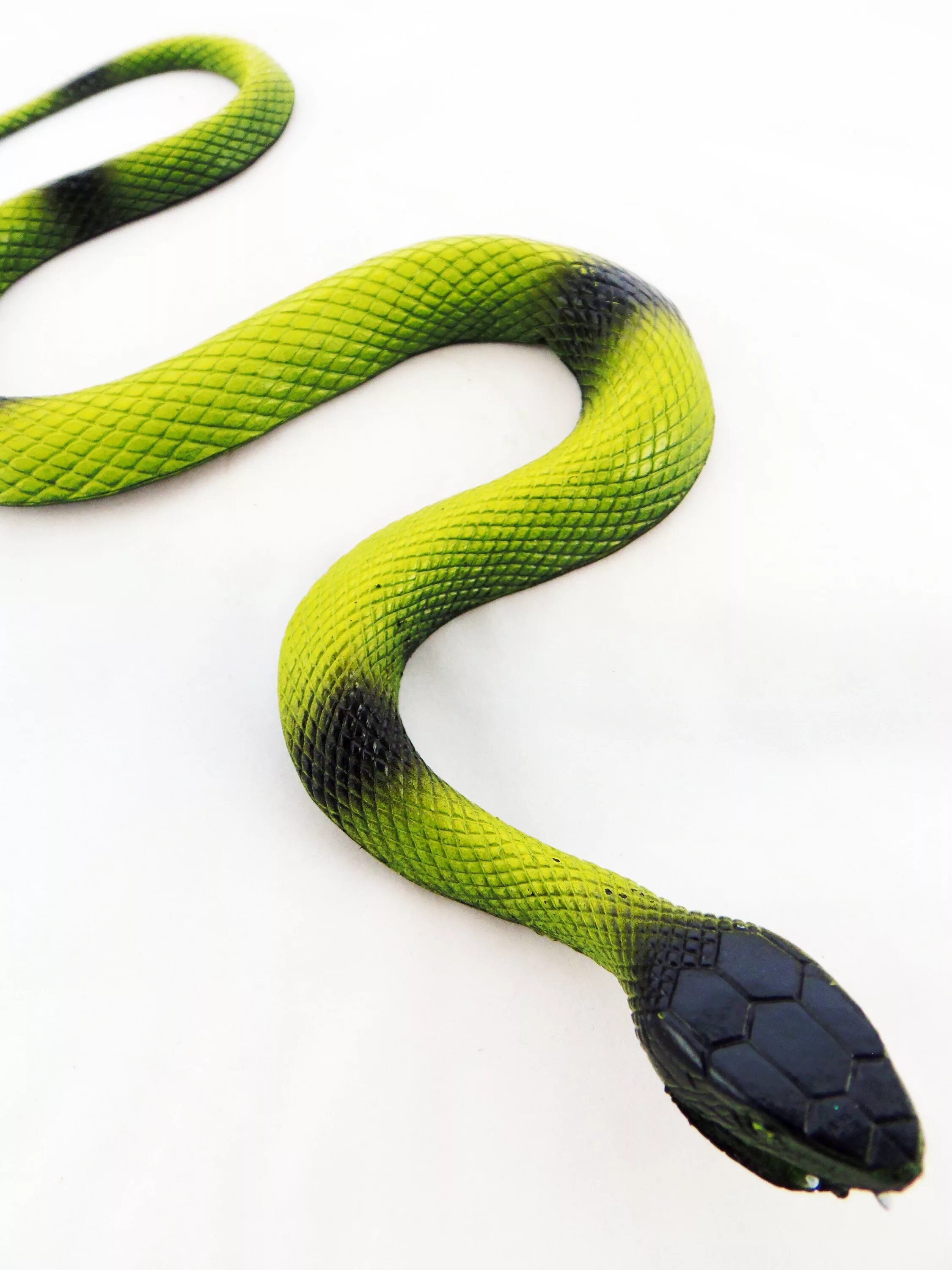 Wonder a see snake