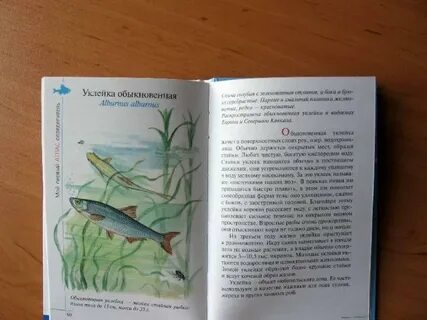 Атлас определитель от земли растения пресного водоема