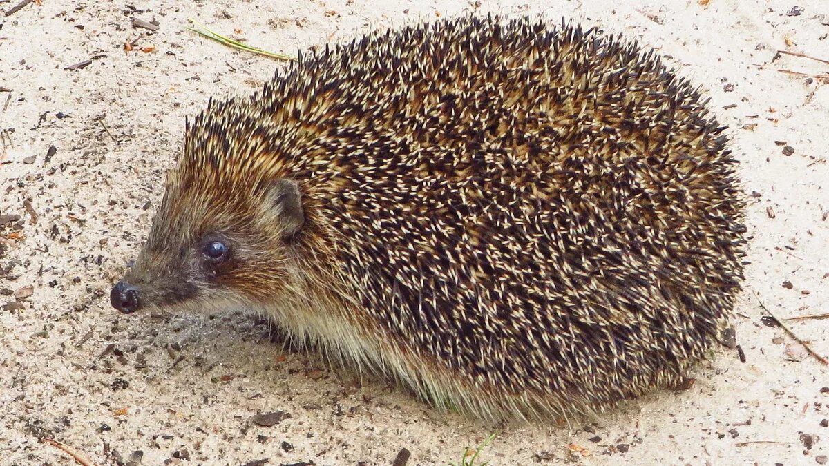 Отряд насекомоядные млекопитающие. Класс ежовых. Ушастый ёж красная книга ростовской области. Обыкновенный ёж. Голобрюхий ёж.