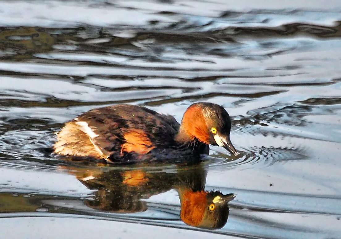 Малая поганка птица. Малая поганка Podiceps ruficollis (Pallas, 1764). Лысуха поганка. Отряд Поганкообразные.