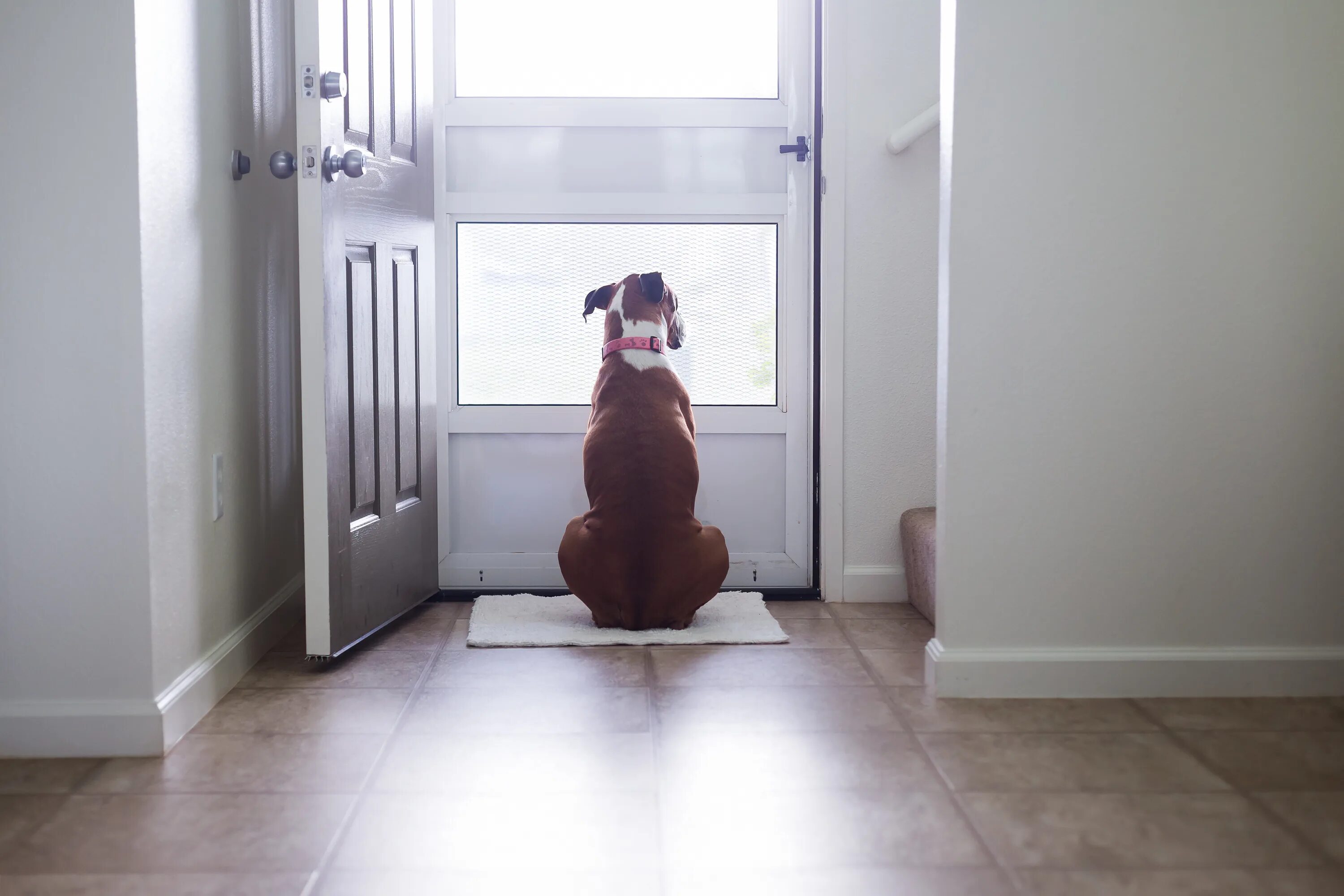 Dog Door. Pets waiting at the Door. Strom дверей. Собака смотрит в открытую дверь. Присел постоять