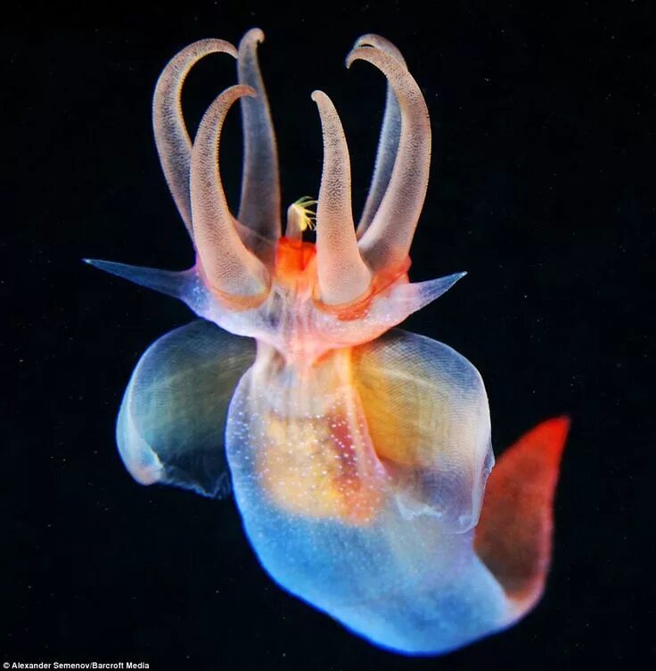 Глубоководные обитатели океана. Морской ангел (моллюск). Морской ангел крылоногий моллюск. Клион морской ангел. Клионы моллюски.