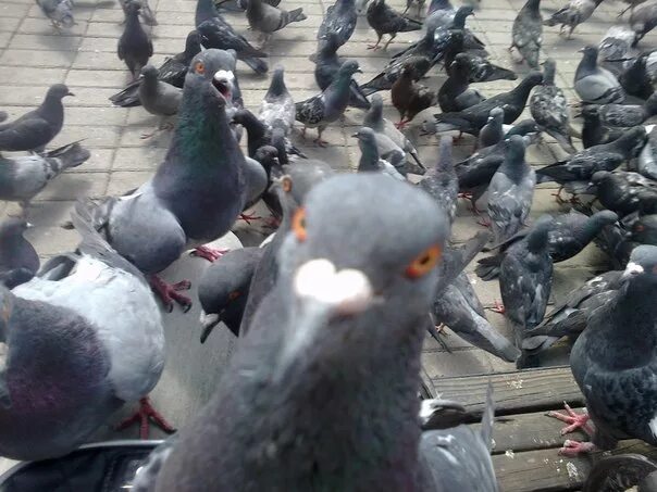 московский голубь. голуби москвичи. голубь городские птицы. стая голубей в городе. голубь полиция.