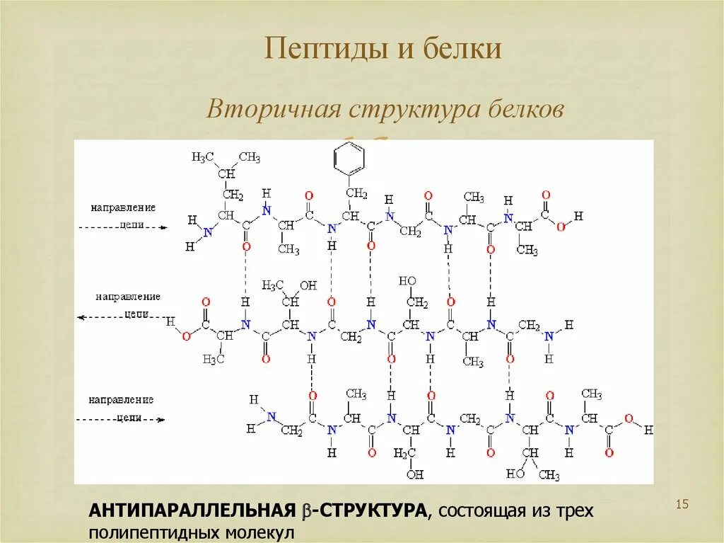 Образование пептидных связей структура белка. Аминокислоты пептиды белки. Вторичная структура аминокислот. Вторичная структура белка. Полипептидная теория строения белков.