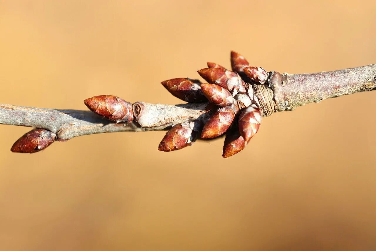 Почки на деревьях весной. Весна почки распускаются. Почки на деревьях весной. Набухают почки на деревьях. Почки деревьев фото.