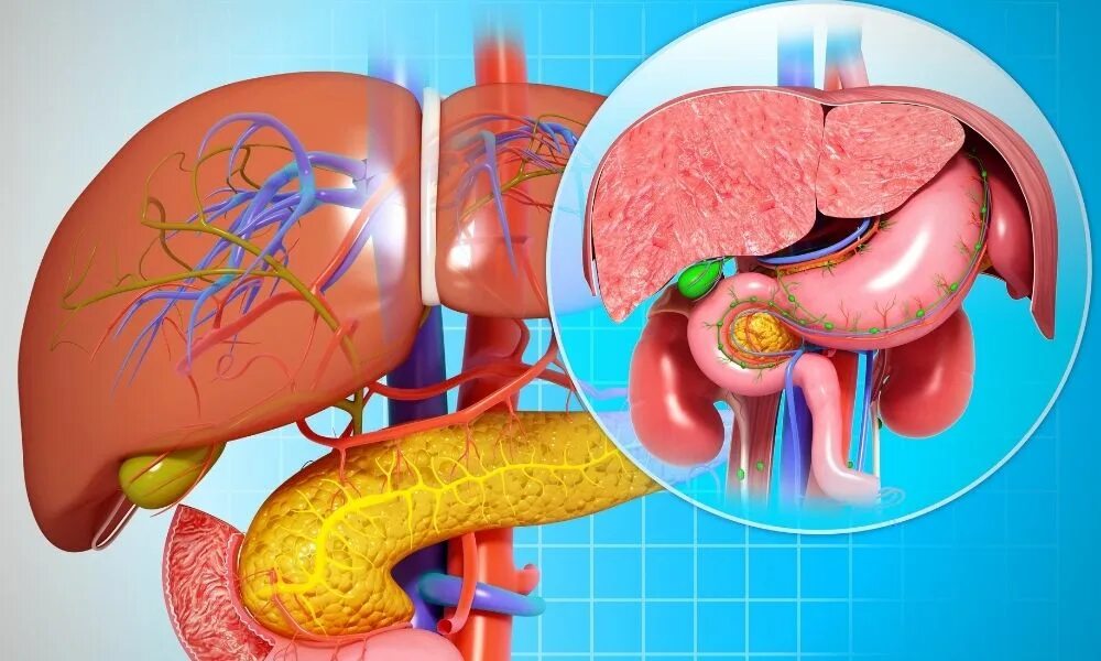Селезенка желудок поджелудочная железа. Печень поджелудочная железа селезенка. Печень почки селезенка.