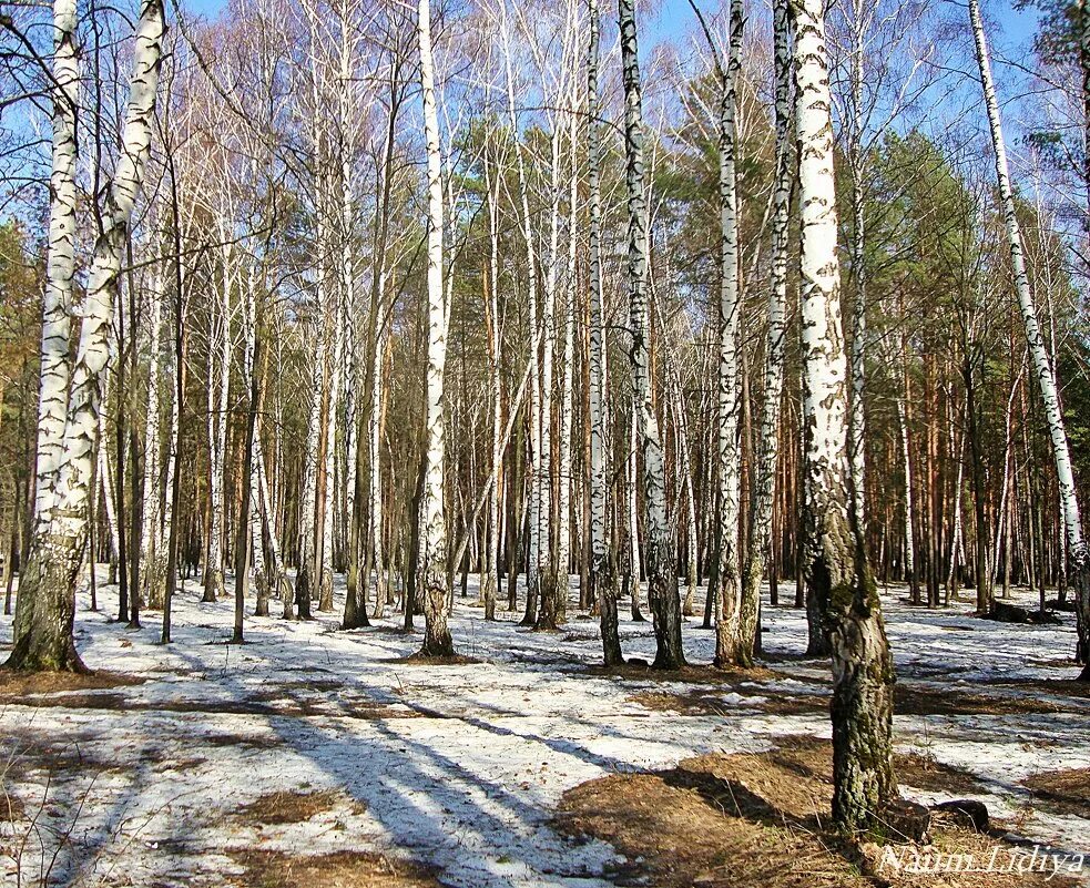 Березовая роща саратов. Березовая роща барнаул. Березовый роща ранний утро весенний. Картинки на рабочий стол березовая роща. Показать берёзовую рощу ранней весной.