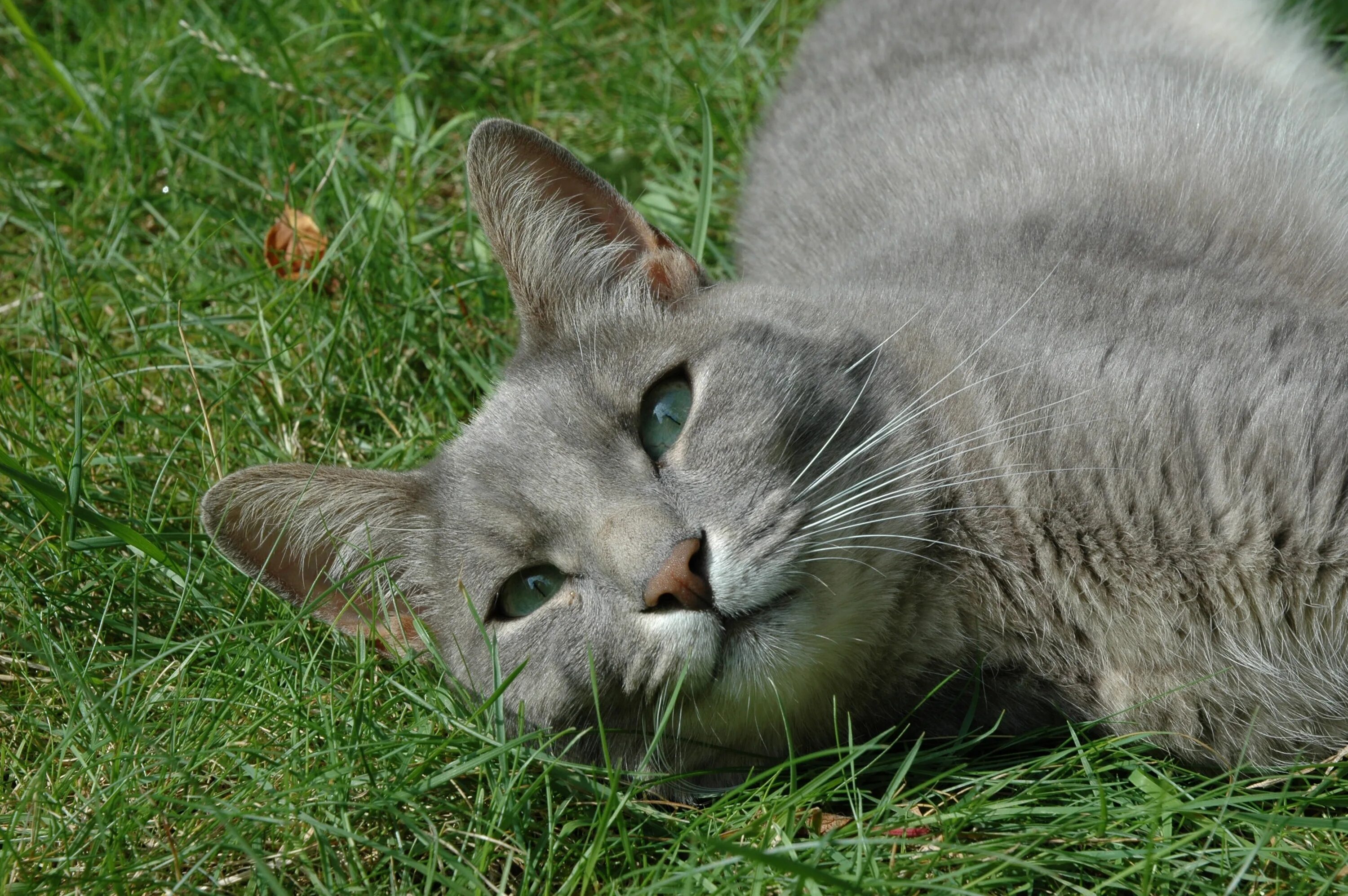 Кот в траве. Русый кот. Трава для кошек русская голубая. Расслабленная кошка