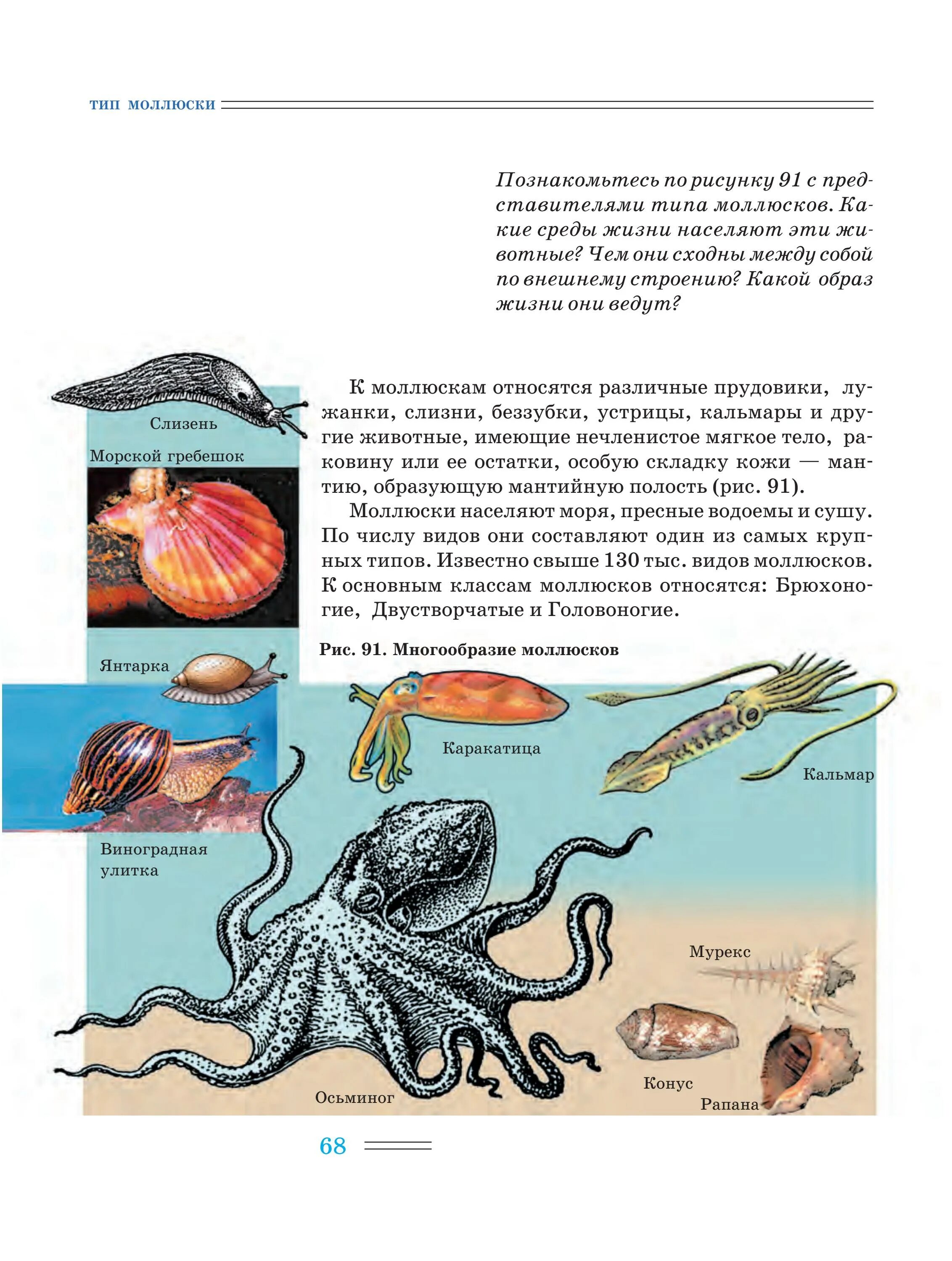 Тип моллюски. Моллюски образ жизни. Тип моллюски образ жизни. Тип моллюски таблица.
