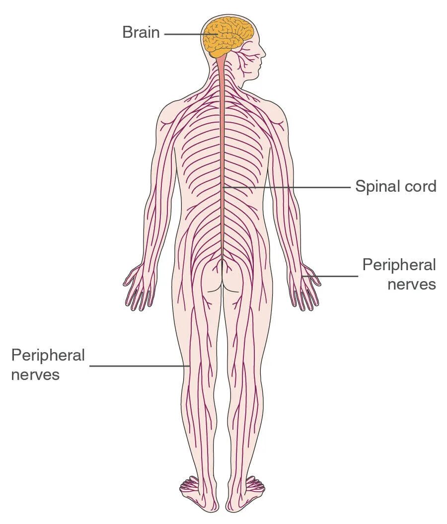 Схема нервов человека. Peripheral nervous system. Нерв картинка. Peripheral nerves. Головной и спинной мозг.