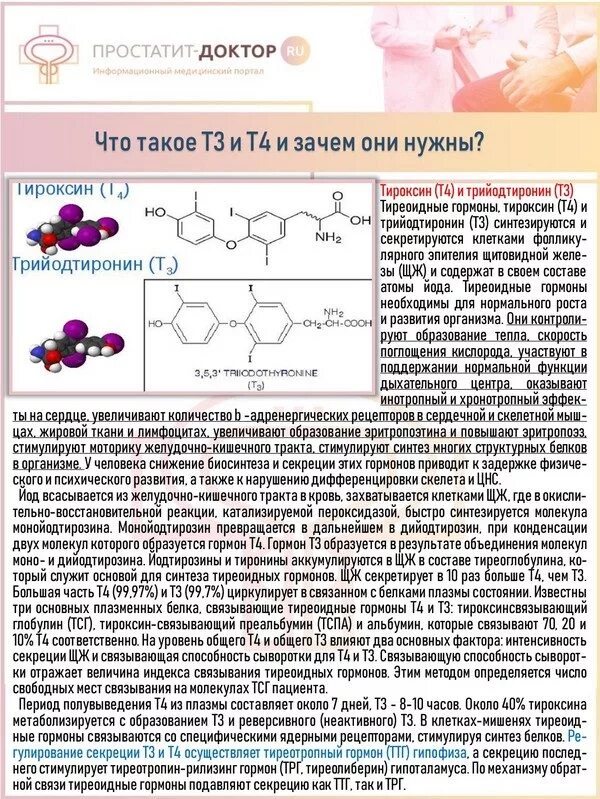 Тироксин гормон молекула. Тироксин место синтеза гормона. Тиреотропин рилизинг гормон. Тиреотропный гормон стимулирует Синтез каких гормонов. Гормоны стимулирующие синтез белка