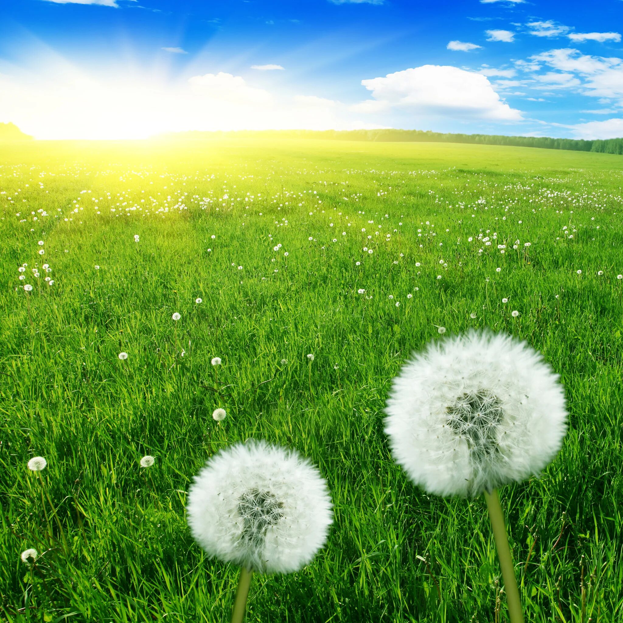 С новым солнечным днем. Тянь-Шанский одуванчик. Одуванчик белый. Одуванчики в траве. Одуванчики на зеленой траве.