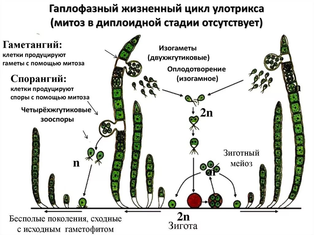 Типы бесполого размножения растений. Формы размножения организмов бесполое размножение. Бесполое размножение представляет собой. Бесполое размножение 6 класс биология. Бесполое размножение представляет собой.