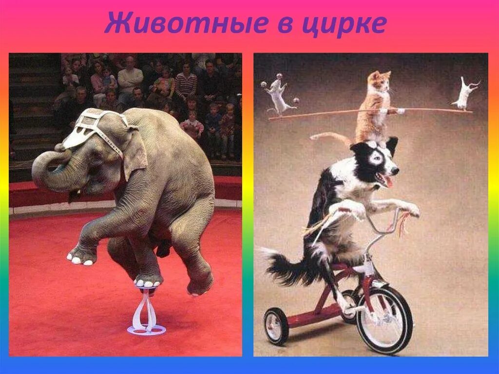 Информация о цирке. Как пишется слово дрессировка. Как пишется слово дрессировка. Основные приемы дрессировки. Животные из цирка.