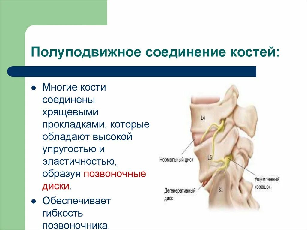 Кости полуподвижное соединение пример. Полуподвижные соединения костей. Полуподвижные суставы костей. Полуподвижное соединение костей в позвоночнике. Соединение костей полуподвижно.