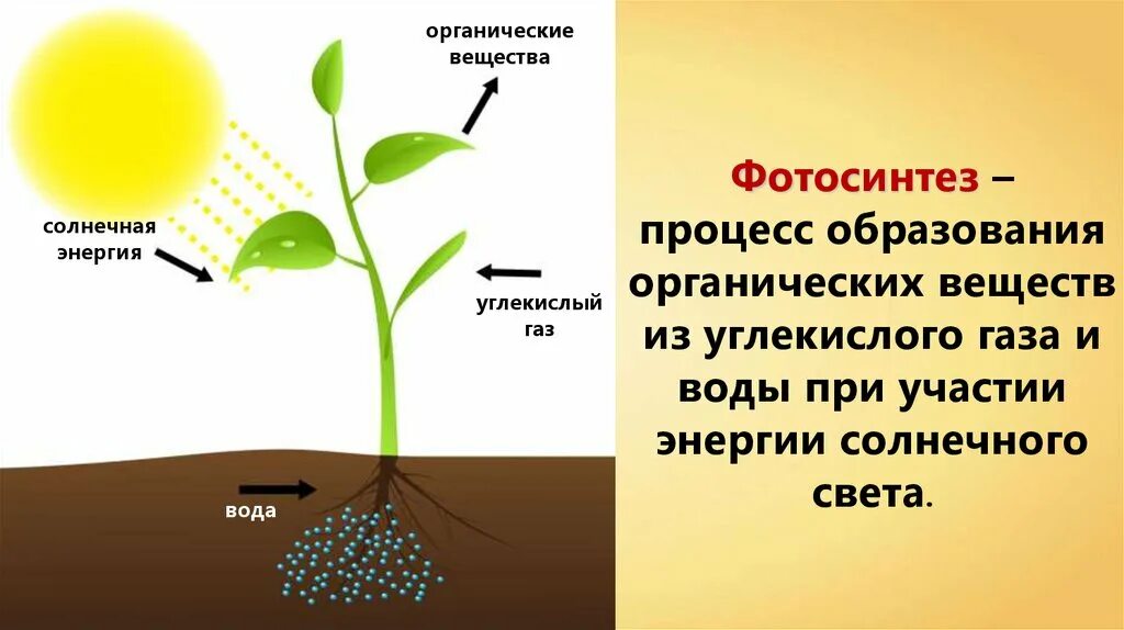Растения используют энергию солнечного света