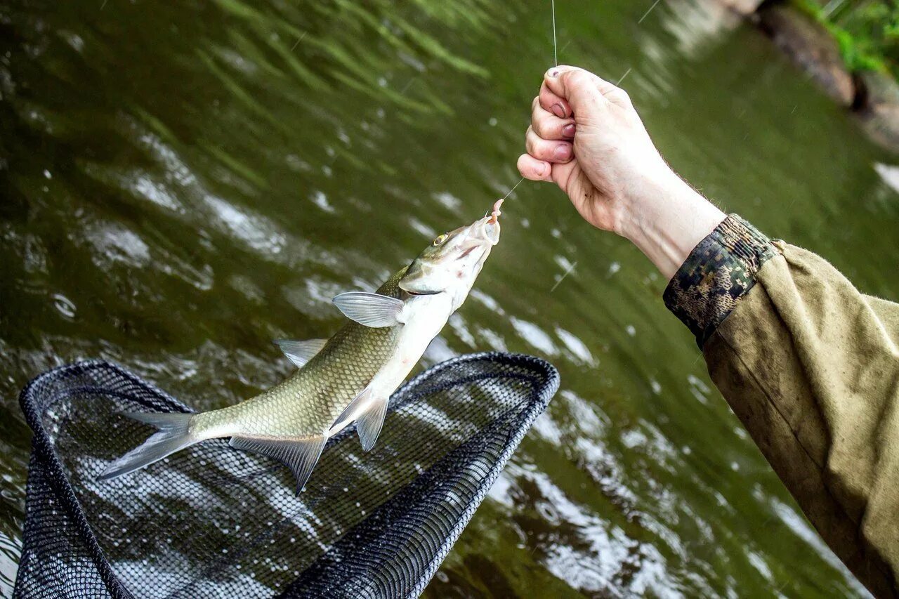 Ловля рыбы голыми руками. Наловил рыбы. Ловить живую рыбу руками. Удить рыбу. Ловить живую рыбу руками.