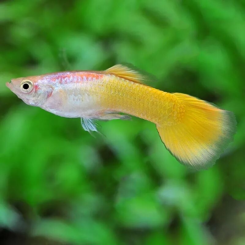 гуппи синий неон. аквариумные рыбки губи. гуппи ассорти самки. породы гуппи. аквариумные рыбки гурии.