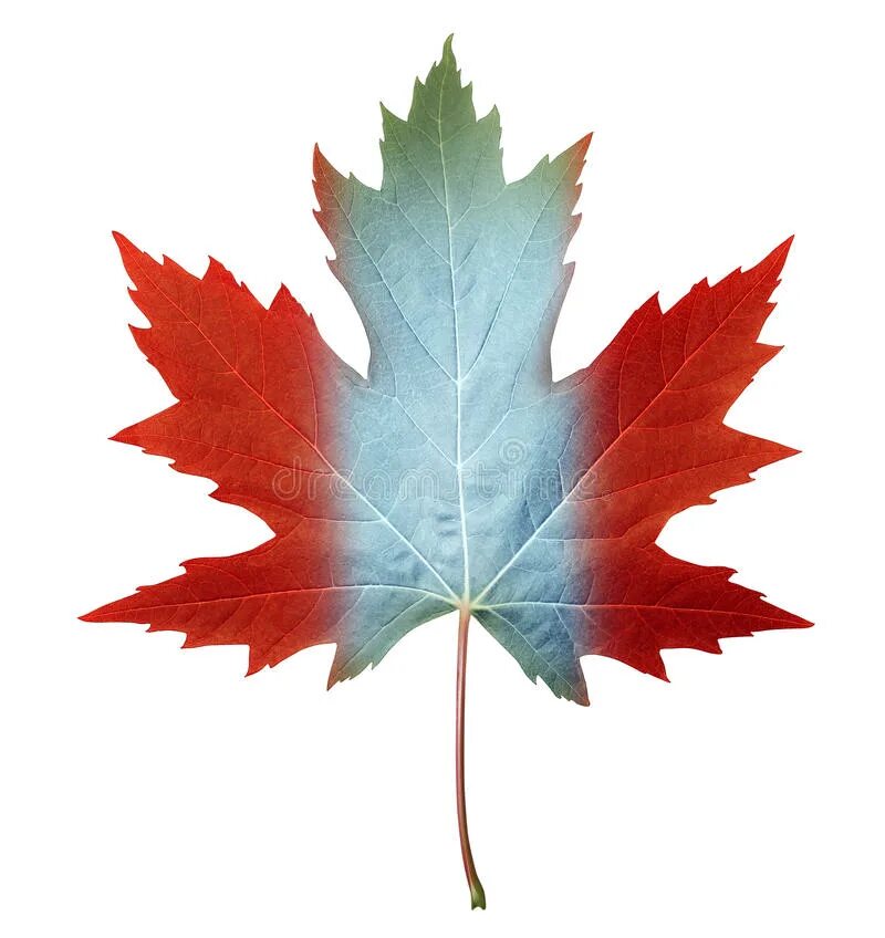 Лист канадского клена. Кленовый лист Канада. Канадский клен лист. Сахарный клен символ Канады. Лист канадского клена рисунок.