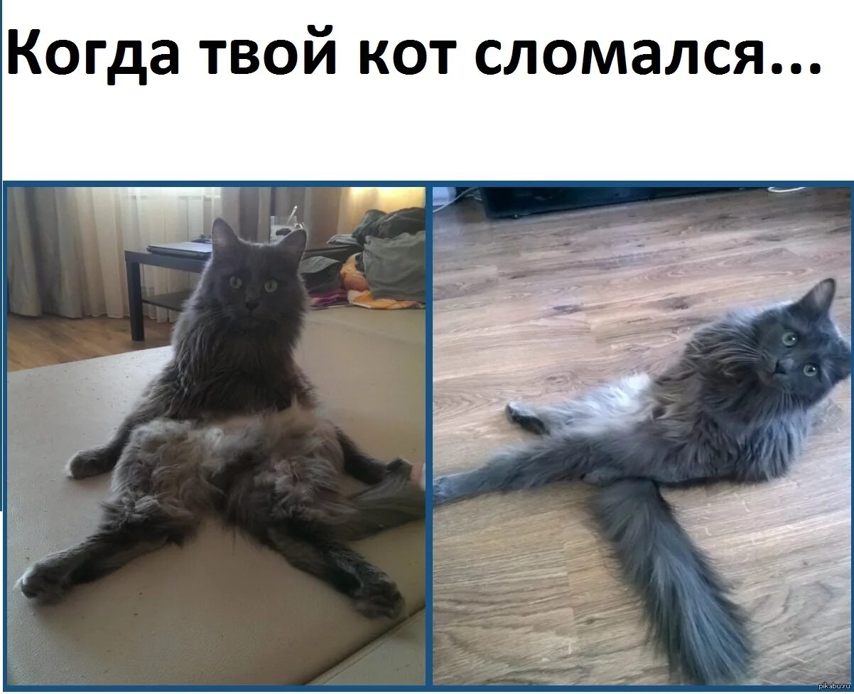 Кот поломался. Котик сломался. Кот лопнул. Разбитый кот