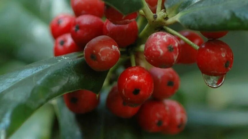 Винтергрин. Wintergreen. Wintergreen Plant in the USA.