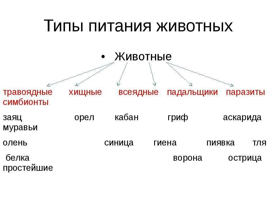 Классы животных по питанию