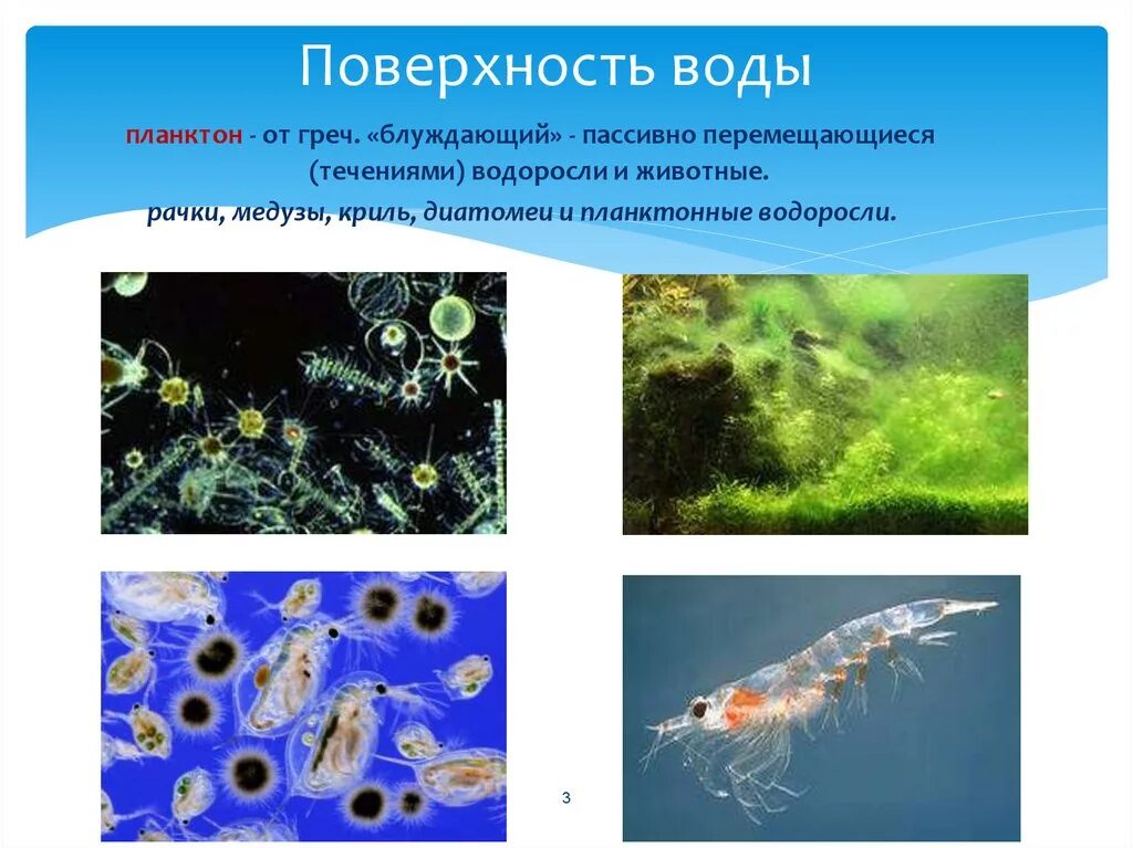 Что такое планктон 5 класс. Представители планктона. Планктон организмы. Планктон это в биологии. Функции планктона.