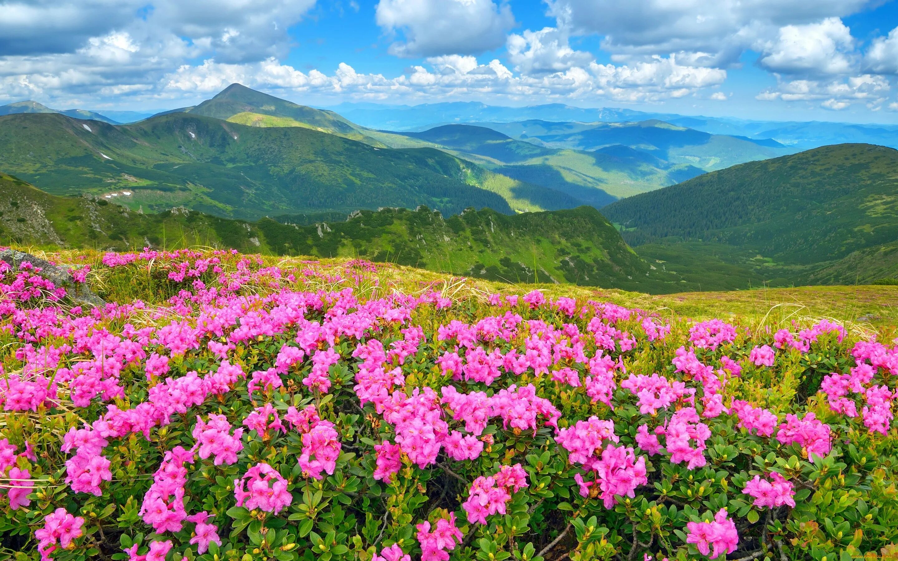 Flower nature. Рододендрон Карпатский. Рододендрон Лагонаки. Альпийские Луга Словакии. Рододендрон в Альпах.