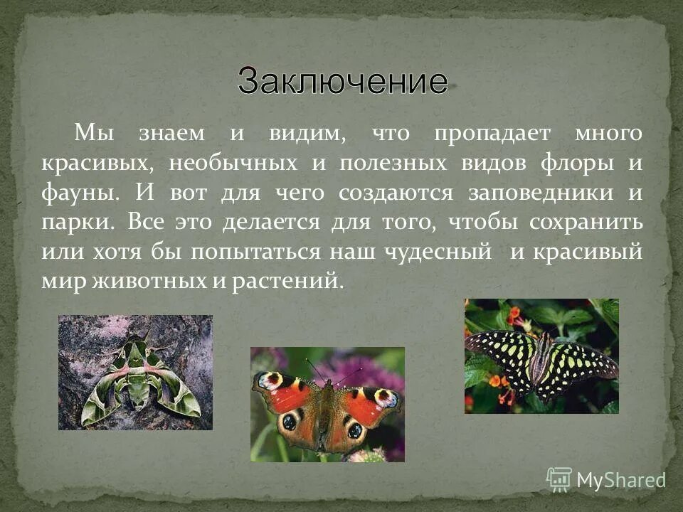 презентация на тему флора и фауна. флора и фауна для презентации. сообщение флора и фауна. значение флоры и фауны. значение флоры и фауны.
