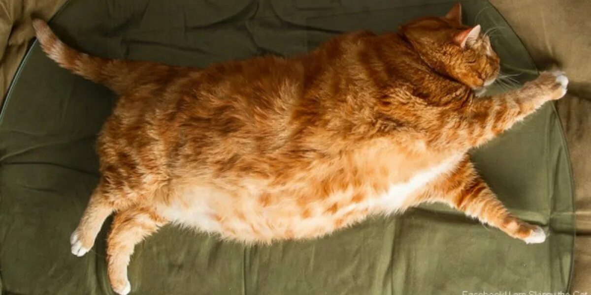 Красивые киски толстых. Толстый рыжий кот. Жирные рыжие коты. Толстый рыжий котик. Самый толстый рыжий кот.