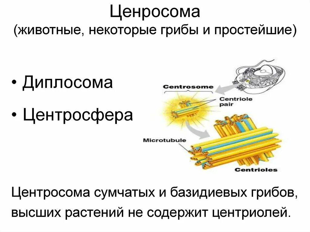 Функции центросомы. Центросфера. Диплосома и центросфера. Центросома. Центросома это в биологии.