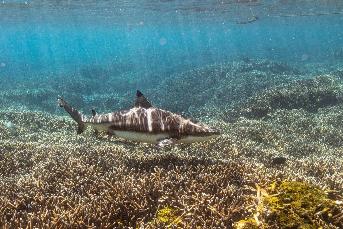 Акула на шри ланке рынок. Серая рифовая акула на мальдивах. Горбатые киты в доминикане. Горбатые киты самана доминикана. Белая акула дикая природа.