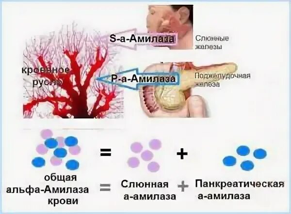 Повышение уровня амилазы. Альфа амилаза поджелудочной железы норма. панкреатическая амилаза биохимия. панкреатическая амилаза в крови. повышение альфа амилазы.