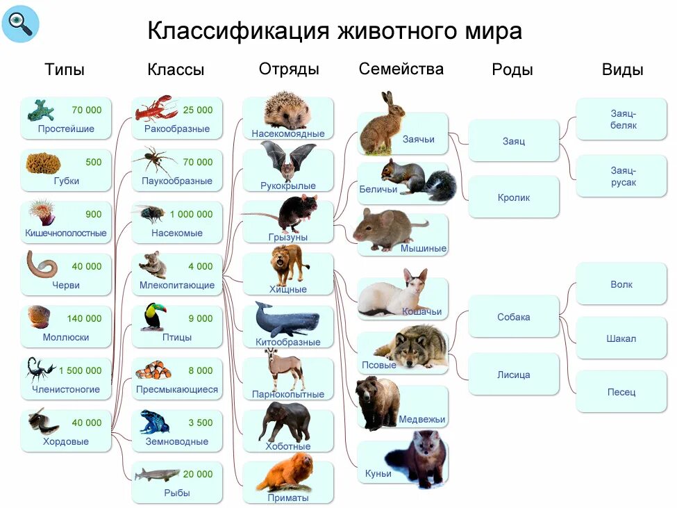 Вид подвид. Семейства животных классификация. Биология классификация животных. Царство животных классификация таблица. Царство животных классификация схема.