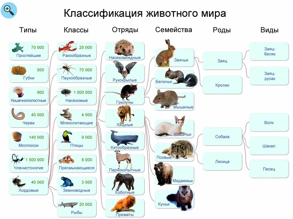 Прочитайте текст все живые существа. Систематика животных классификация царства. Типы животных классификация 5 класс биология. Классификация царства животных 5 класс биология. Классификация животных 5 класс биология.