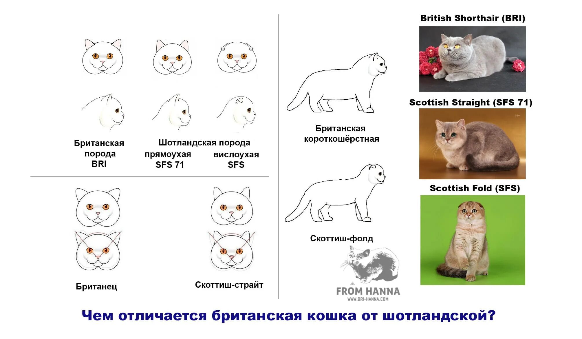 Шотландская британская разница. Кот вислоухий британец и шотландец отличия. Шотландская вислоухая кошка отличия. Шотландская вислоухая кошка и Британская отличия. Скоттиш фолд отличия от британского.