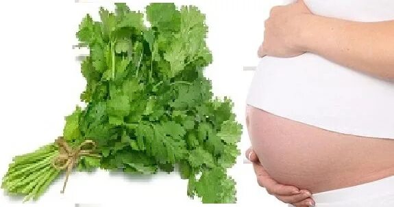 Укроп петрушка кинза. Семена кинзы это кориандр. Кинза сельдерей петрушка. Петрушка растение. Petroselinum crispum.