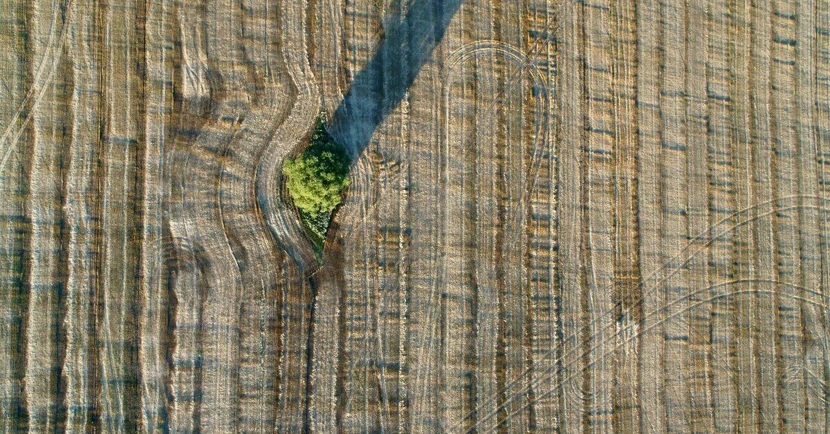 Имитация коры дерева. Браун вуд (brown wood). Текстура коры дерева. Ткань для обивки под дерево. Древесная ткань.