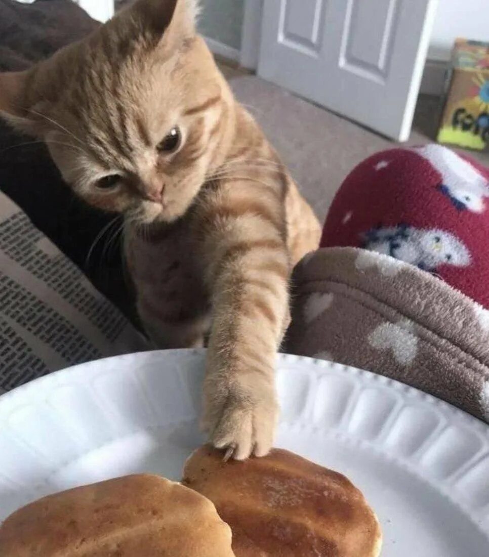 Кошка булочка. Кот кушает. Рыжий кот кушает. Кот пирожок. Кот булочка
