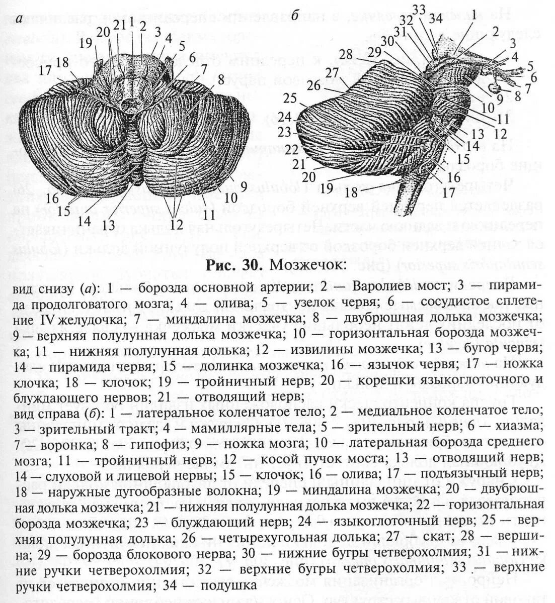 Червь мозжечка анатомия. Строение мозжечка в головном мозге. Мозжечок анатомия внешнее строение. Ядра мозжечка анатомия. Строение мозжечка рисунок.