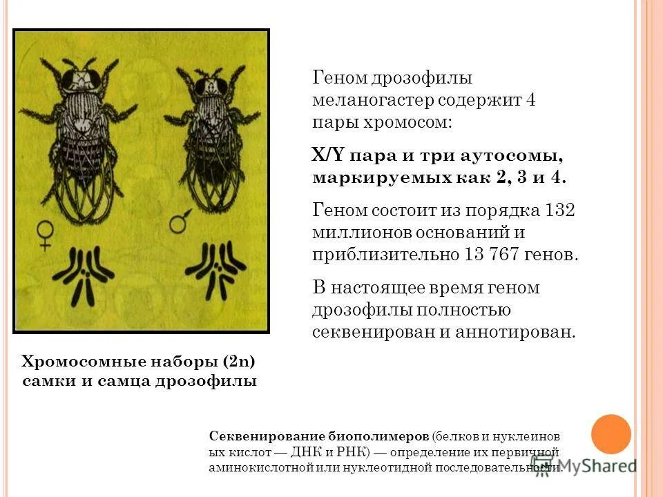 клоп женский пол в хромосомах. муха дрозофила строение. гаметы самки и самца дрозофила. гаметы самки и самца дрозофила. гаметы самки и самца дрозофила.