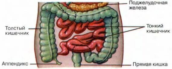 Тонкая кишка биология. Толстый кишечник рис 53. Строение Толстого кишечника 8 класс. Толстый кишечник строение. Строение Толстого кишечника 8 класс биология.