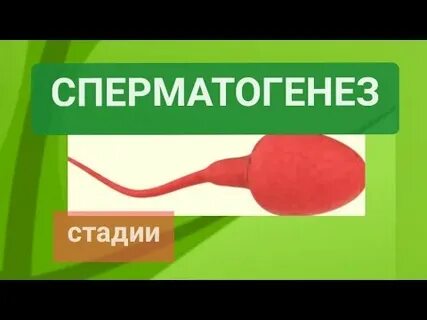 Образование сперматид
