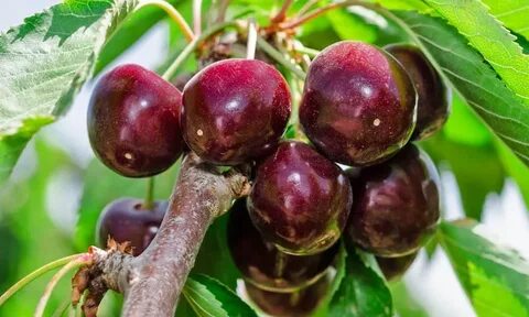 Отошли вишня черешня персики и абрикосы